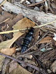 Creophilus maxillosus