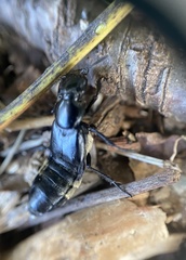 Creophilus maxillosus