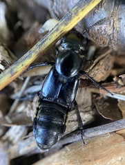 Creophilus maxillosus