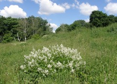 Koenigia panjutinii