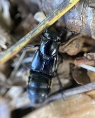 Creophilus maxillosus