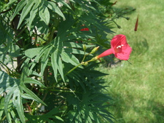 Ipomoea × multifida