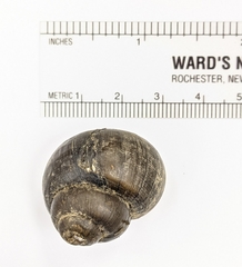 Callinina intertexta