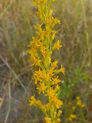 Solidago virgata