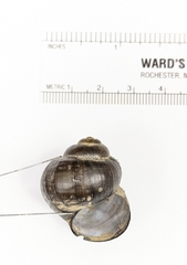 Callinina intertexta