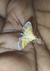 Cnaphalocrocis medinalis