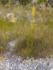 Solidago virgata