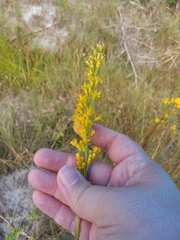 Solidago virgata