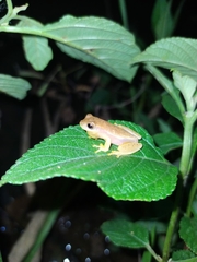 Dendropsophus walfordi