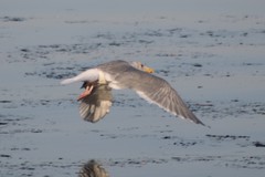 Larus glaucescens × occidentalis