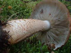 Tricholoma pessundatum