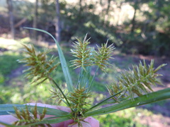 Cyperus floribundus