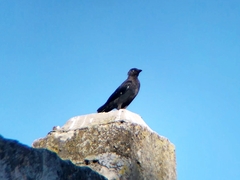 Corvus monedula