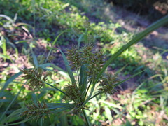 Cyperus floribundus