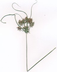 Cyperus floribundus