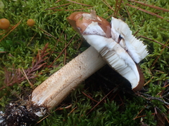 Tricholoma pessundatum