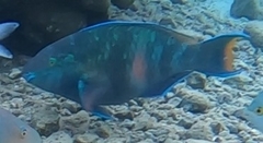 Scarus fuscopurpureus