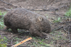 Vombatus ursinus hirsutus