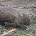Mainland Wombat - Photo (c) vinci1000, some rights reserved (CC BY-NC), uploaded by vinci1000