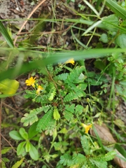 Biophytum sensitivum