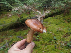 Tricholoma pessundatum