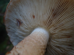 Tricholoma pessundatum