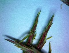 Cyperus floribundus