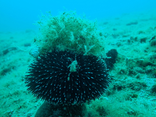 Foto de Bolsa de mar (Codium bursa)