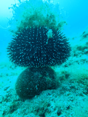 Photo of Ball alga (Codium bursa)