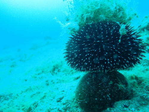 Photo of Ball alga (Codium bursa)