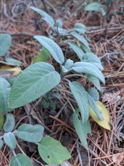 Salvia tomentosa