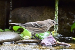 Setophaga coronata
