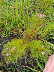 Serruria foeniculacea