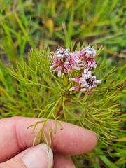 Serruria foeniculacea