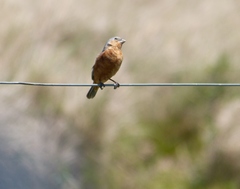 Sporophila hypoxantha