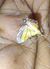 Cnaphalocrocis medinalis