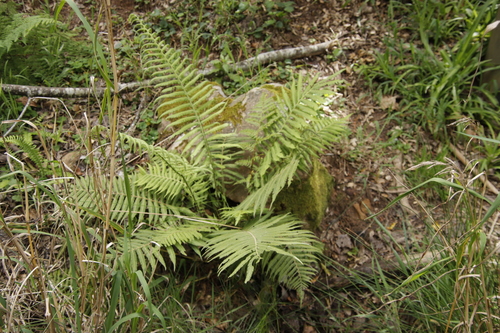 Image of Bergius's Wood Fern (Amauropelta bergiana) by (c) Tony Rebelo, some rights reserved (CC BY-SA)