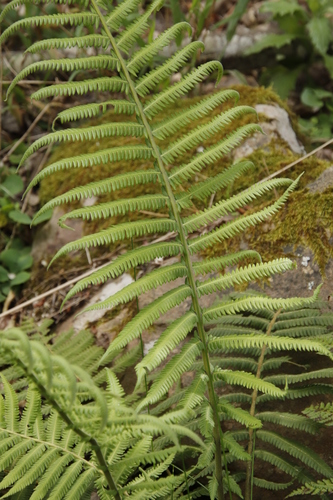 Image of Bergius's Wood Fern (Amauropelta bergiana) by (c) Tony Rebelo, some rights reserved (CC BY-SA)