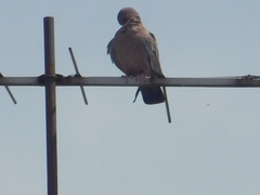 Patagioenas picazuro
