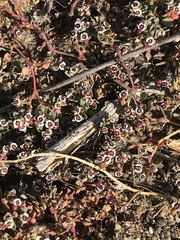 Euphorbia polycarpa polycarpa