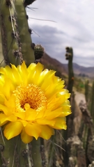Corryocactus brevistylus