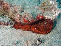 Holothuria arguinensis