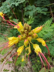 Erythrostemon gilliesii