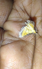 Cnaphalocrocis medinalis