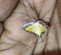 Cnaphalocrocis medinalis