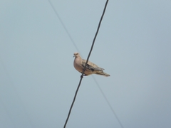 Zenaida auriculata