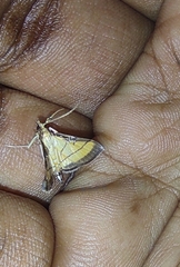 Cnaphalocrocis medinalis