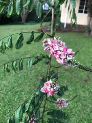 Indigofera jucunda