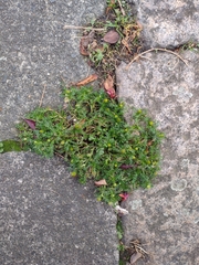 Matricaria discoidea