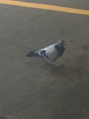 Columba livia domestica